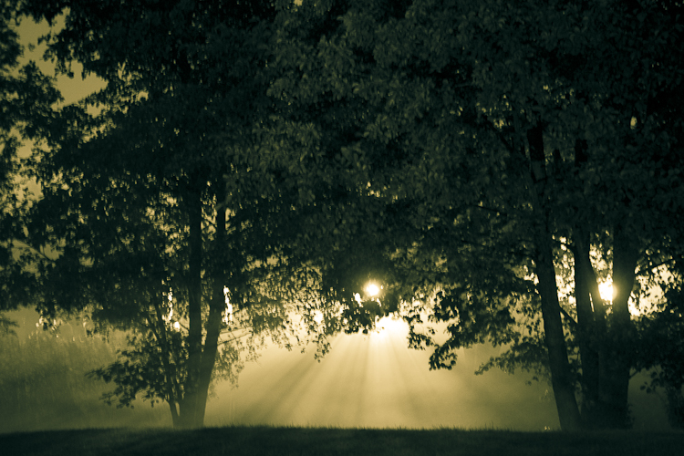 Tag 59 Verwunschener Wald