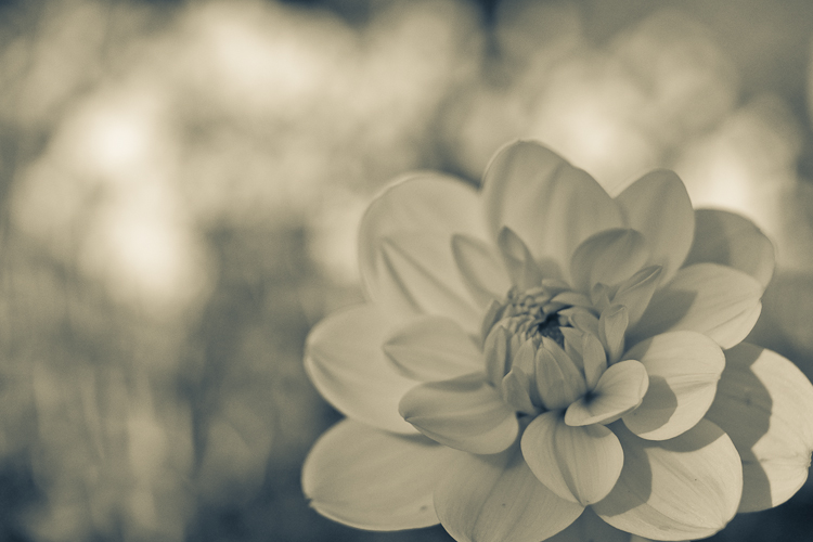 Tag 81 Blume - Version 2