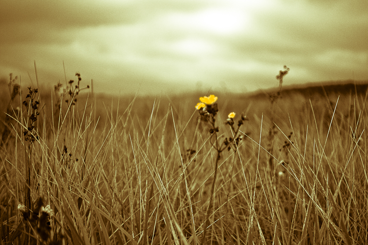 Tag 96 Dünengras II