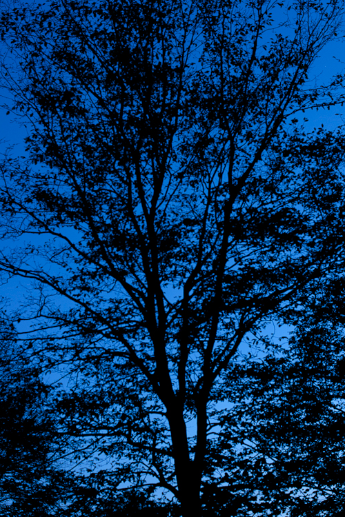 Tag 102 Baum bei Nacht