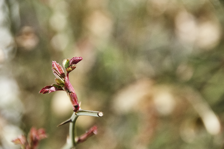 Tag 238 Der Frühling kommt