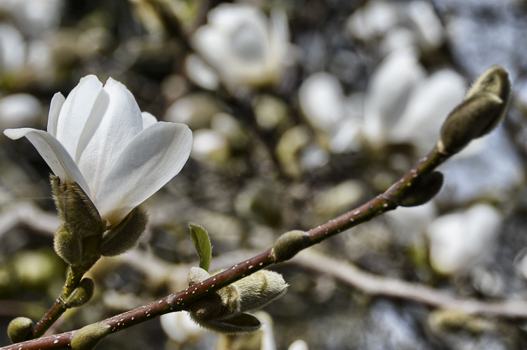 Tag 246 Endlich Frühling II