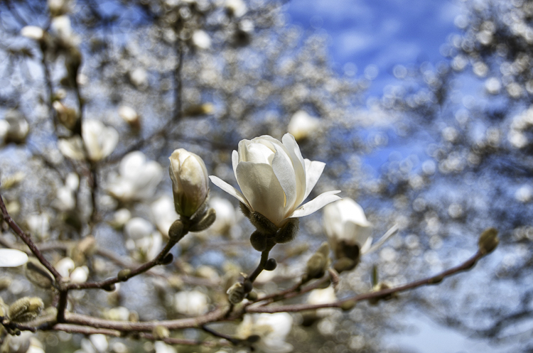 Serie: Park der Gärten