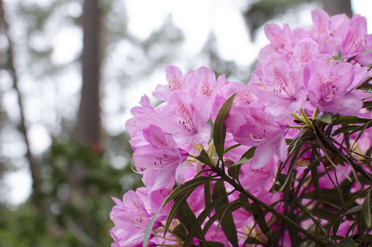 Tag 268 Rhododendron VII