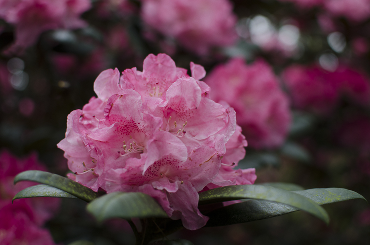 Tag 269 Rhododendron VIII