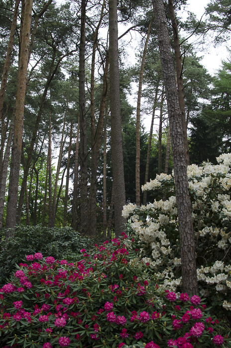 Tag 270 Rhododendron IX