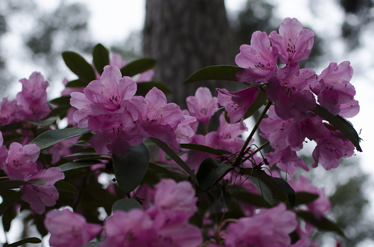 Tag 263 Rhododendron II