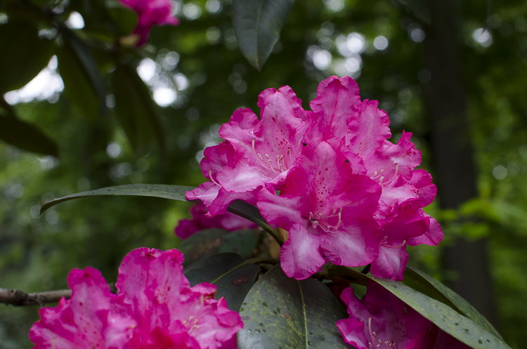 Tag 267 Rhododendron VI