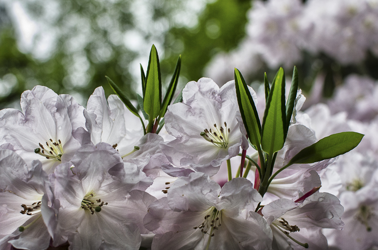Tag 266 Rhododendron V