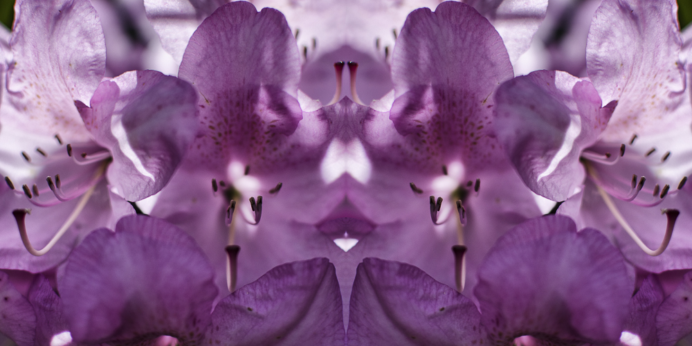 Tag 278 Pink Rhododendron