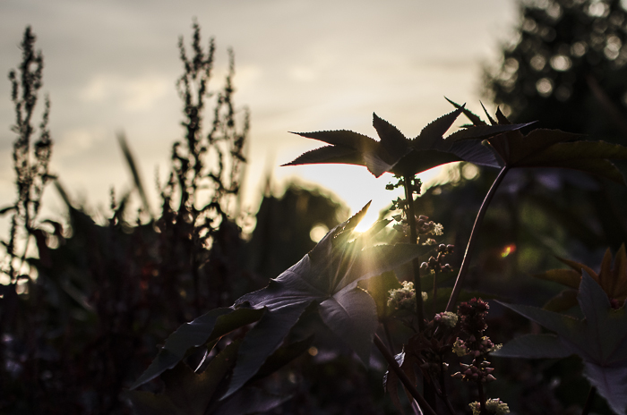 Tag 322 Sunset im Park der Gärten II